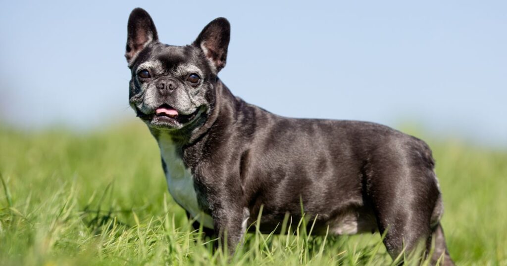 French Bulldog Lifespan